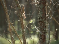 2016-05-09 16h38m31 - Spinnerag in de zon - Gerda van der Meer